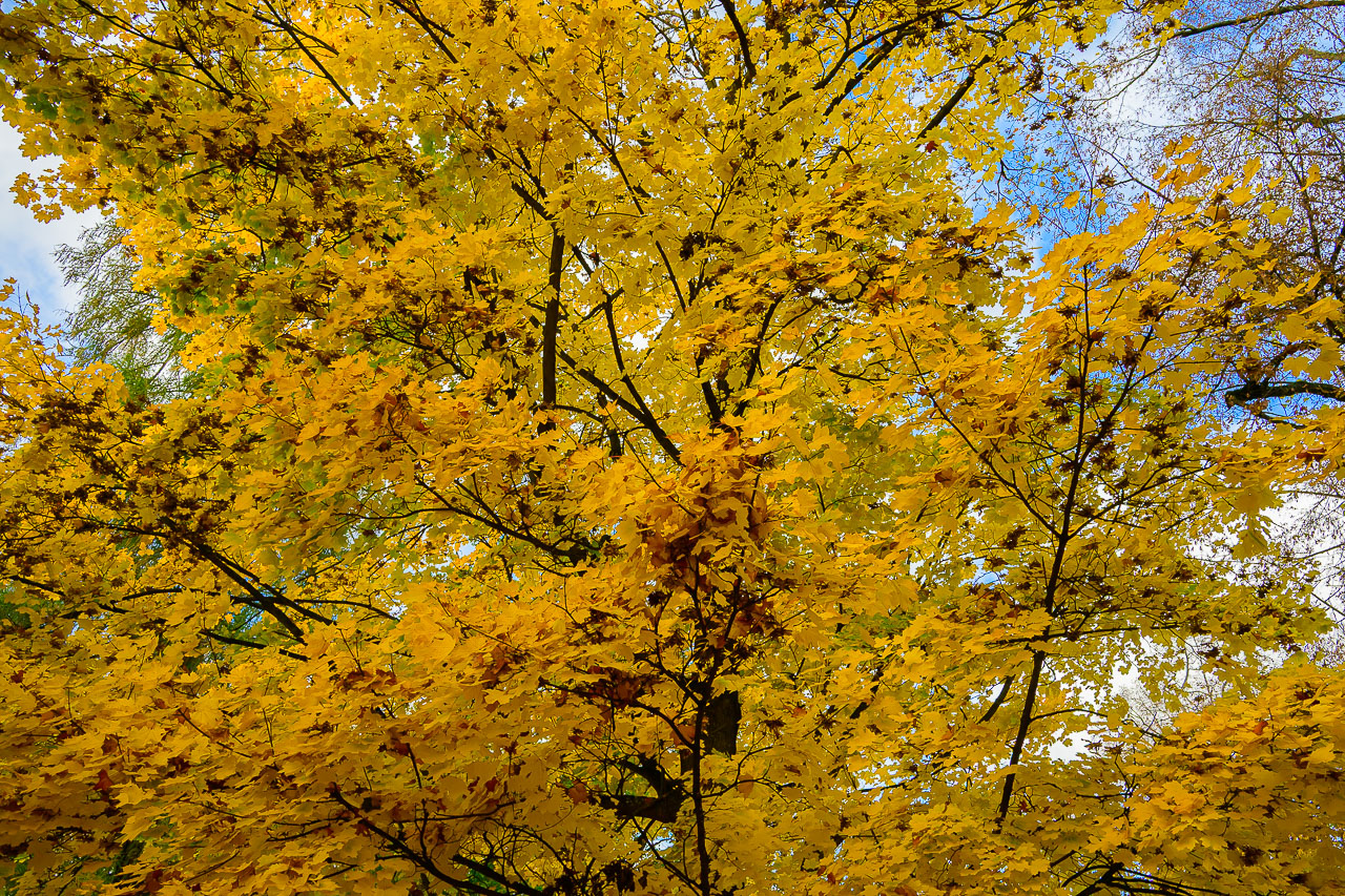 _S252963 _S252963