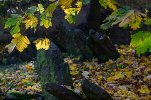 _S253037 _S253037