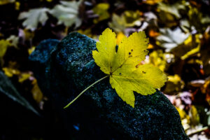 _S253056 _S253056