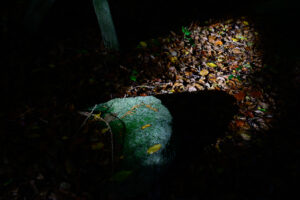 _S253076 _S253076