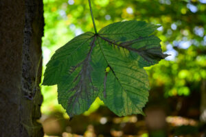 _S253094 _S253094
